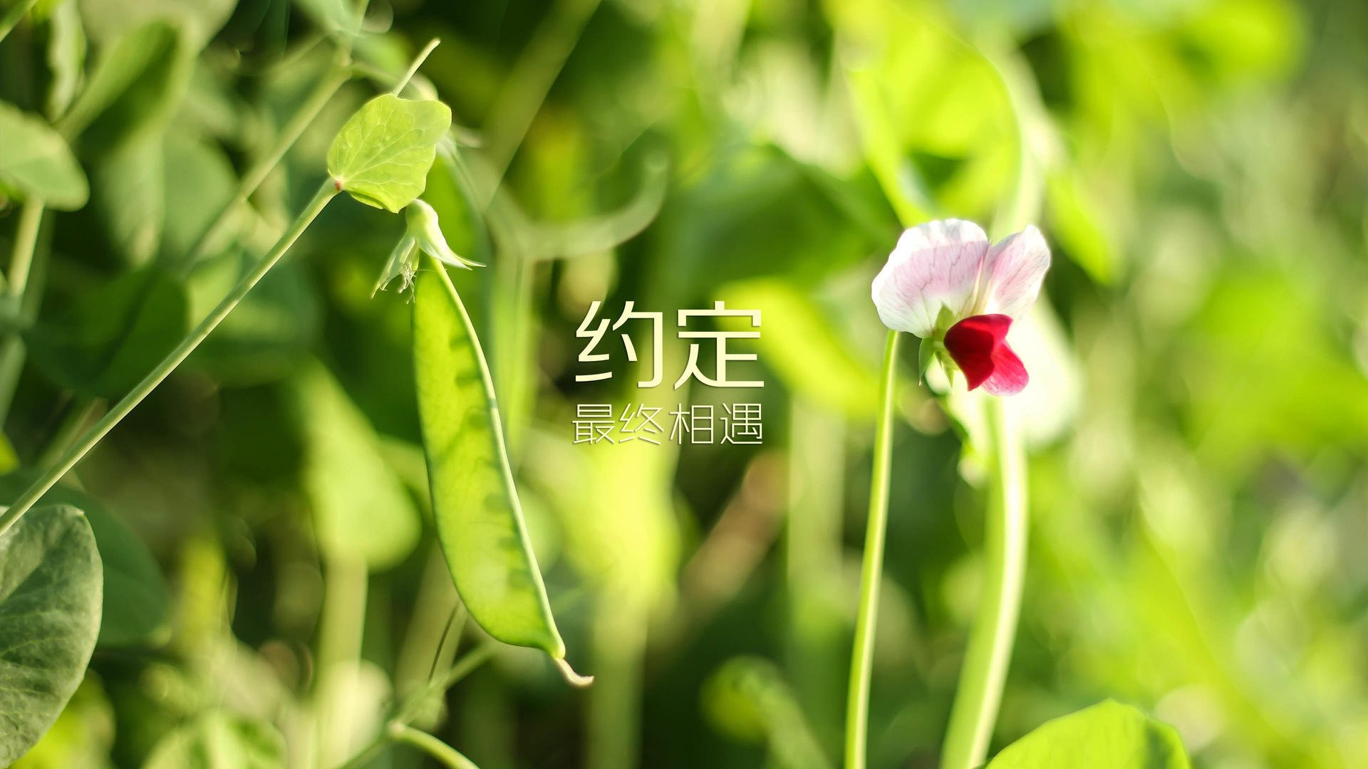拜仁火力全开，击退博卡青年，拜仁进攻