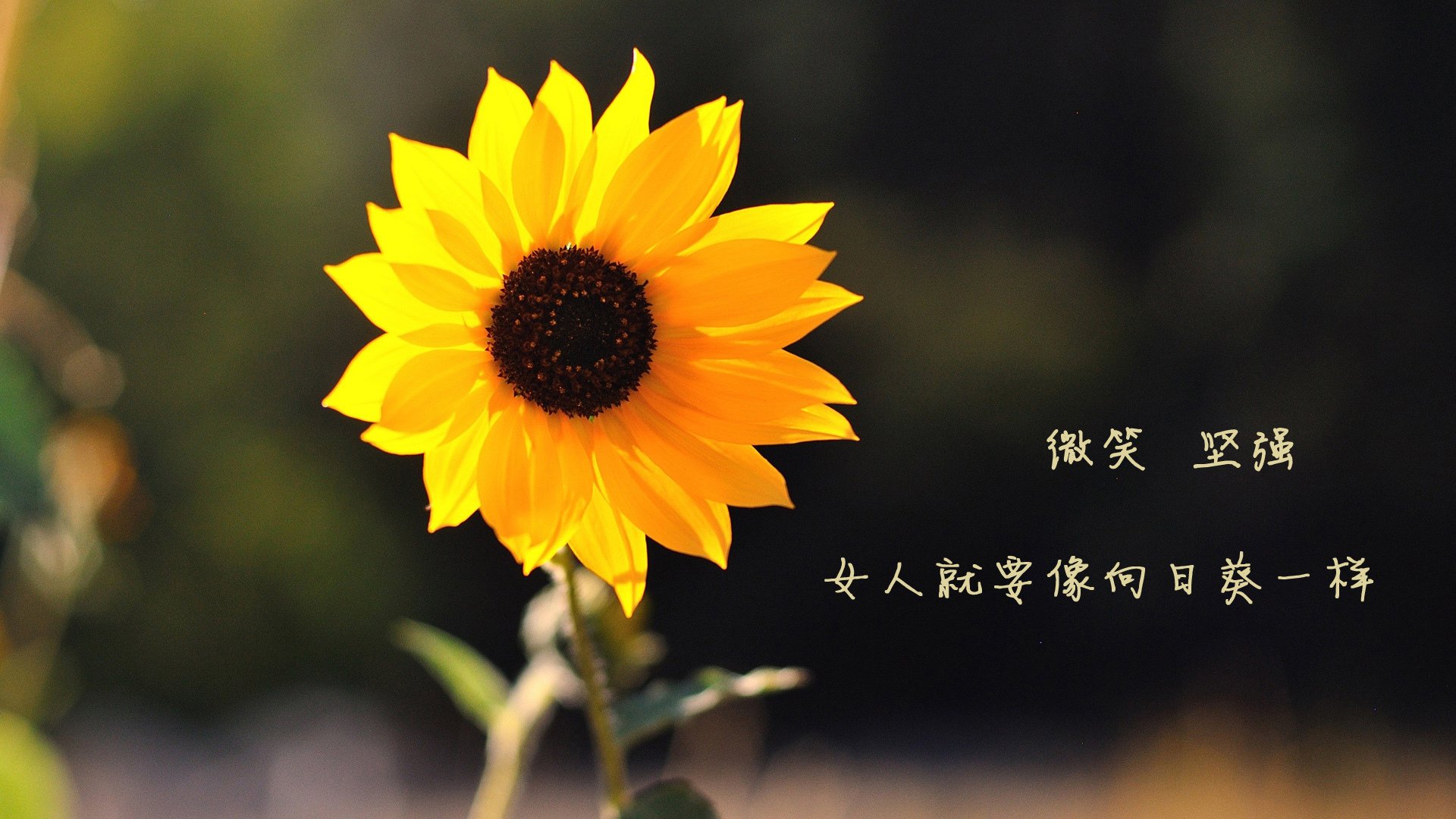 拉尼·帕利斯特决赛表现引发媒体热议，帕拉尼恩斯vs尤文都德rs