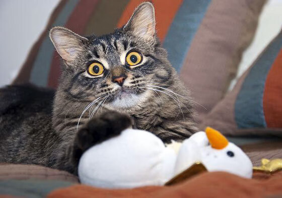 莱索托男篮在非洲赛场中谋求突破，电视关注度不断提升